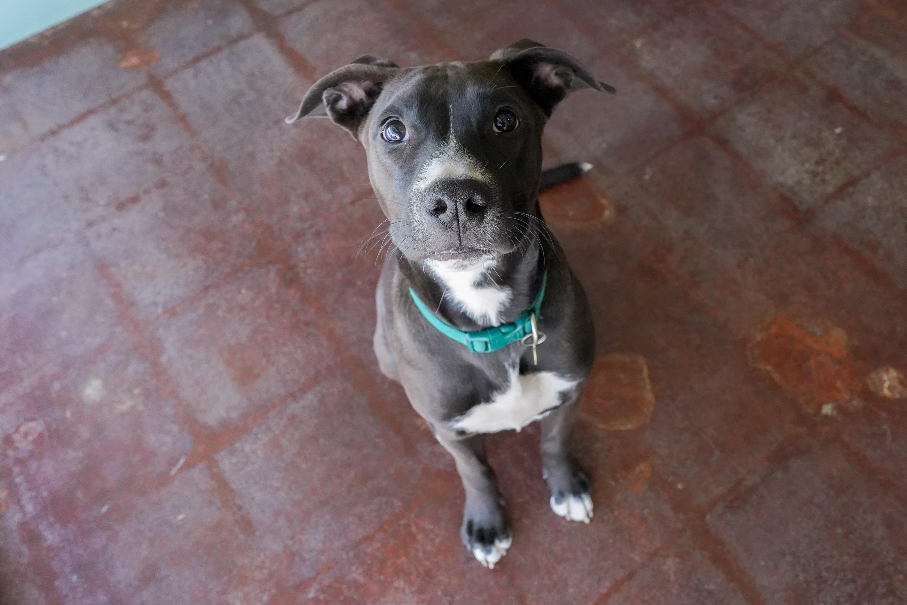 Rossi, a Adoptable mixed breed in San Antonio, TX image 4/5