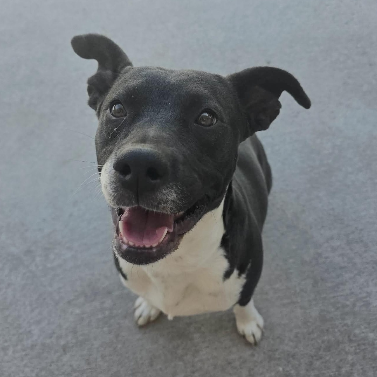 Enlarge Satine, a Adoptable mixed breed in Fort Lupton, CO image 4/6