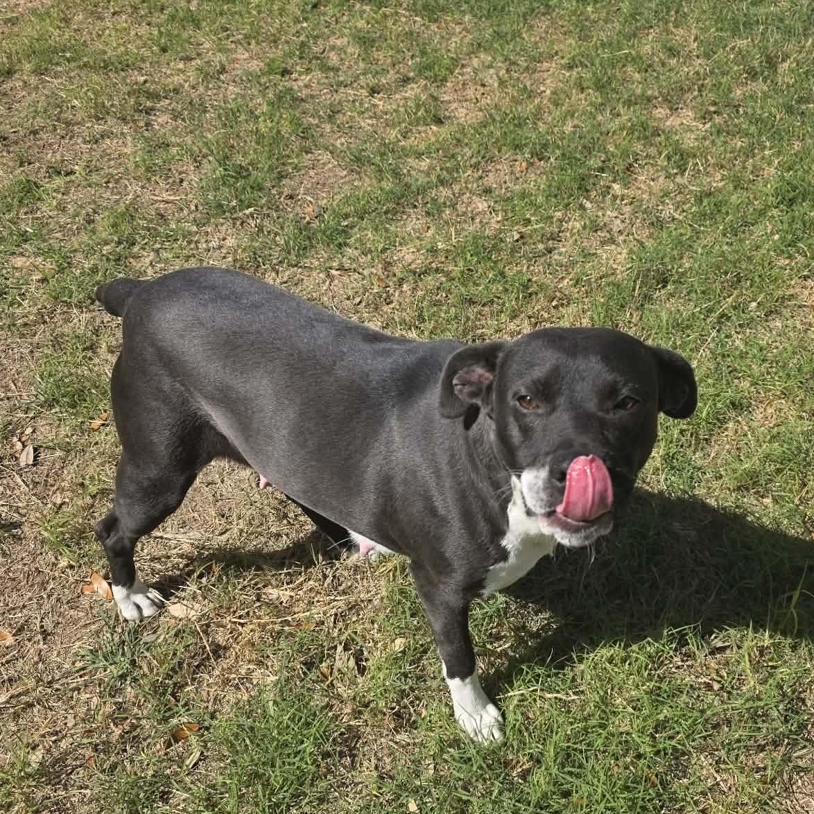 Enlarge Satine, a Adoptable mixed breed in Fort Lupton, CO image 6/6