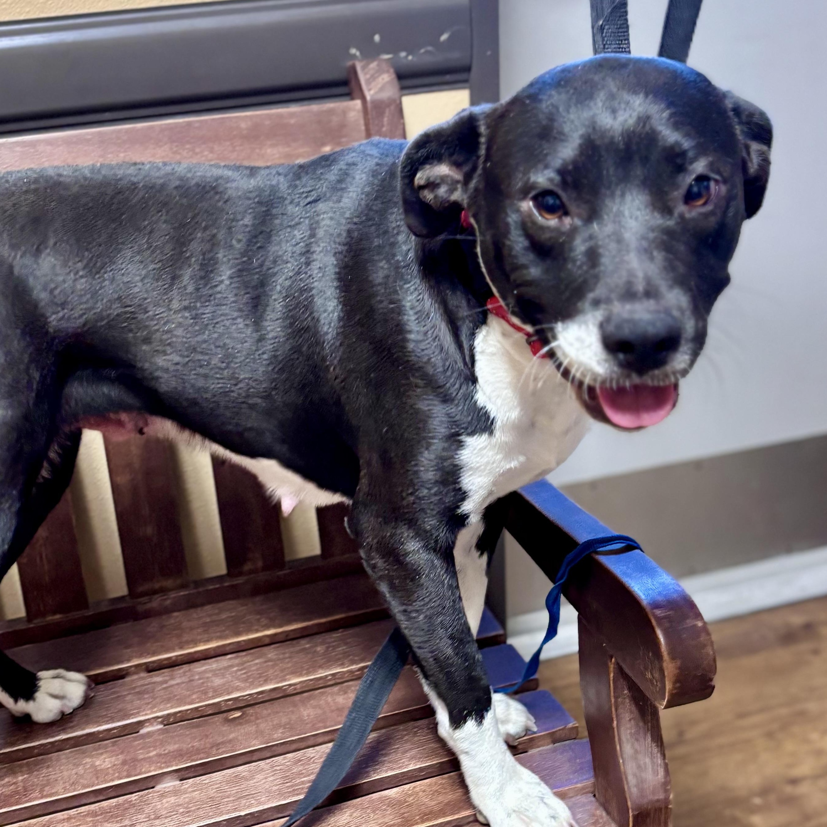 Enlarge Satine, a Adoptable mixed breed in Fort Lupton, CO image 2/6