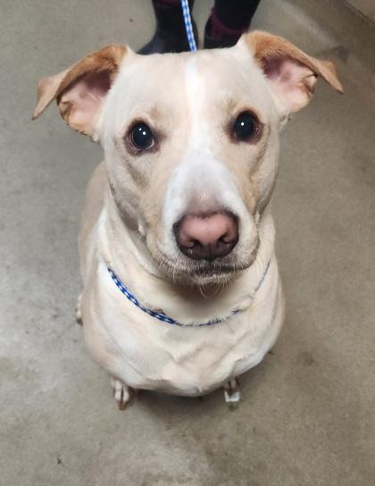 Enlarge Church, a Adoptable mixed breed in Spartanburg, SC image 1/4