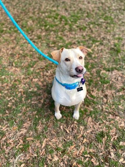 Enlarge Church, a Adoptable mixed breed in Spartanburg, SC image 2/4