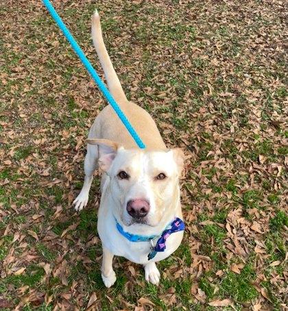 Enlarge Church, a Adoptable mixed breed in Spartanburg, SC image 4/4