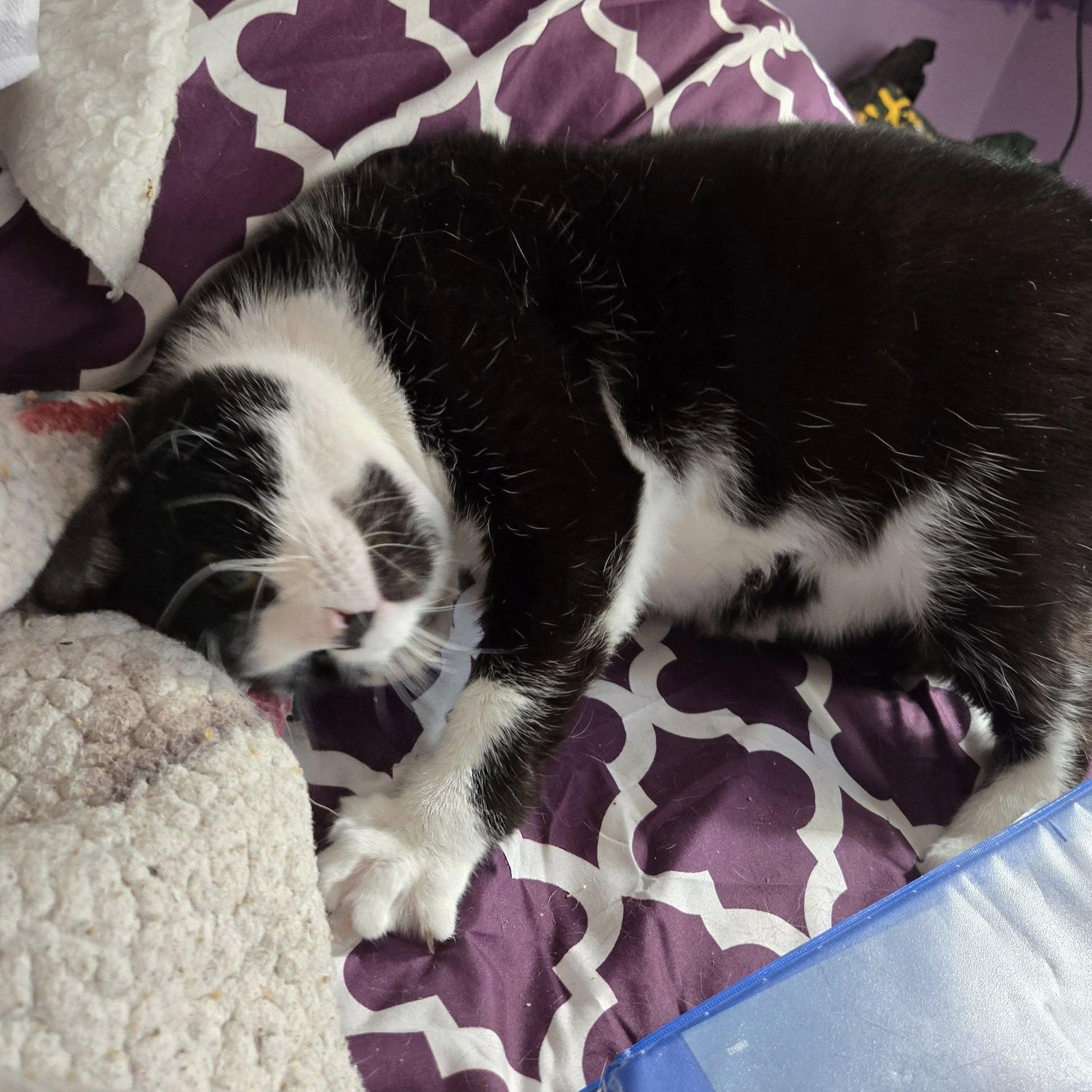 Enlarge Kiki, a Adoptable mixed breed in Pittstown, NJ image 5/5