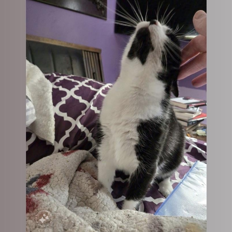 Enlarge Kiki, a Adoptable mixed breed in Pittstown, NJ image 2/5