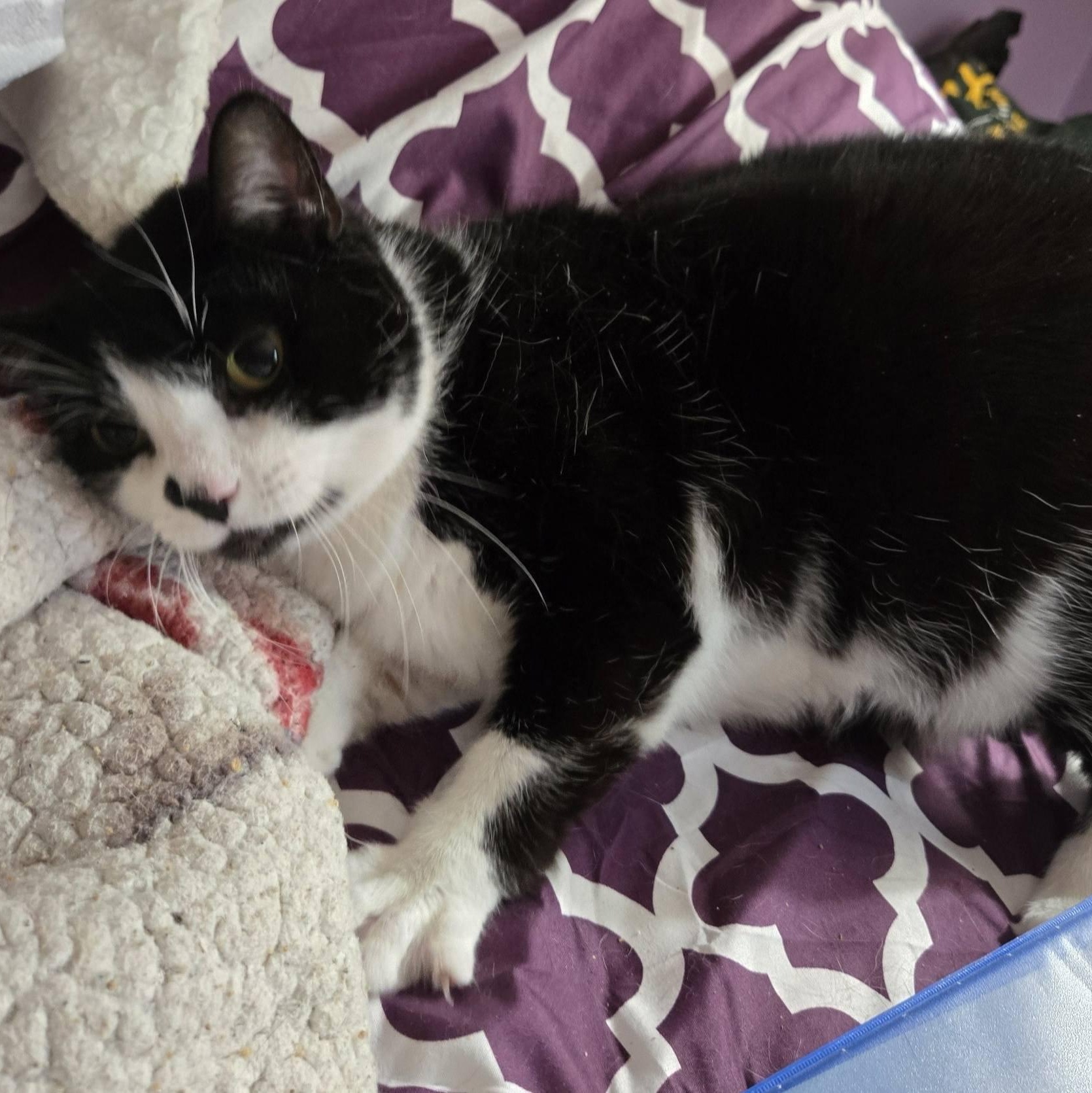 Enlarge Kiki, a Adoptable mixed breed in Pittstown, NJ image 4/5