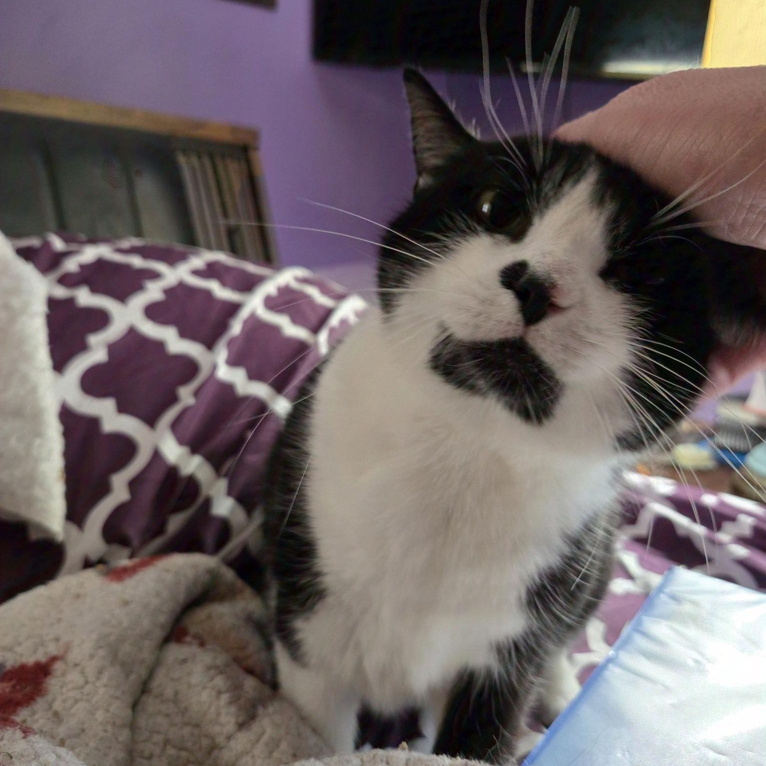 Enlarge Kiki, a Adoptable mixed breed in Pittstown, NJ image 1/5