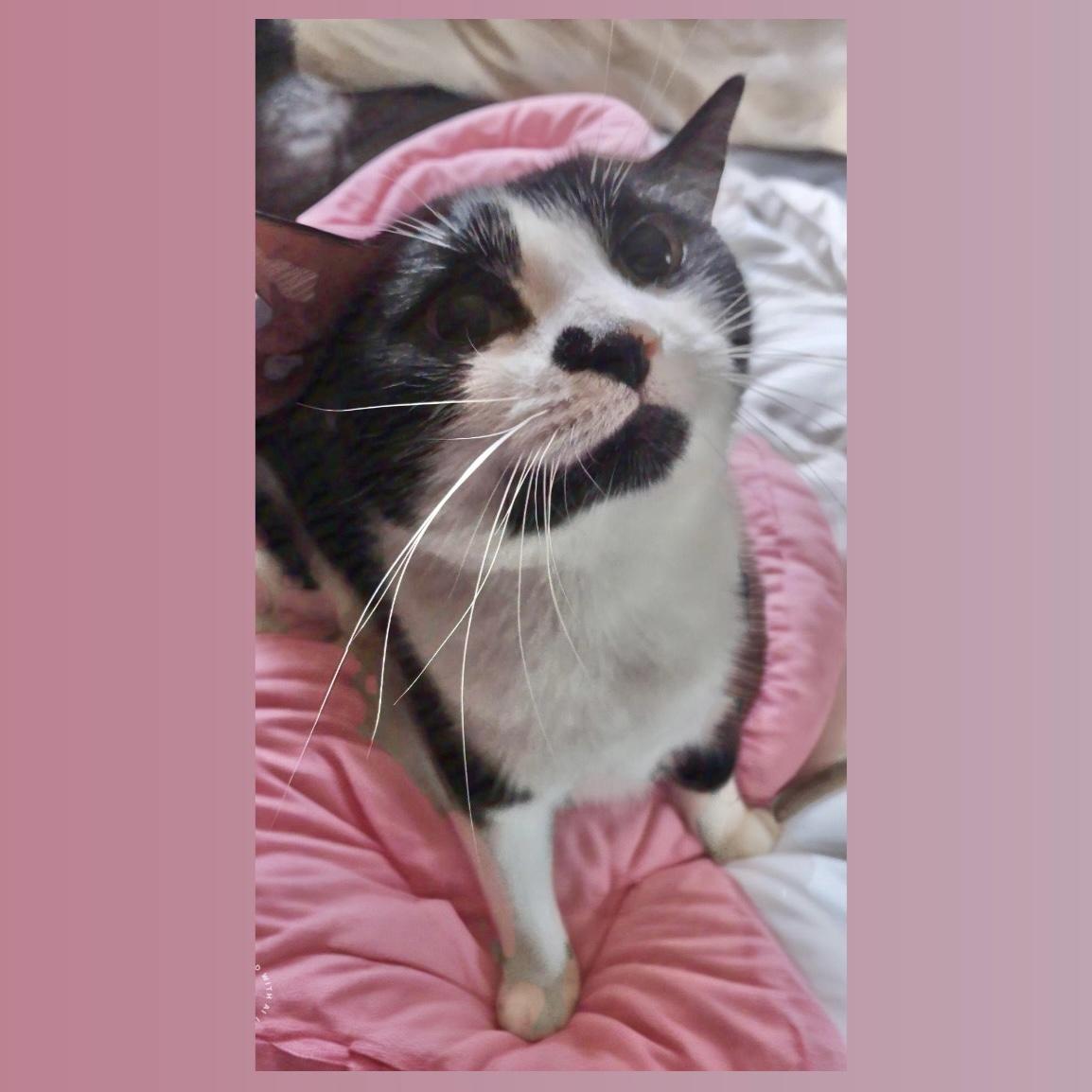 Enlarge Kiki, a Adoptable mixed breed in Pittstown, NJ image 3/5