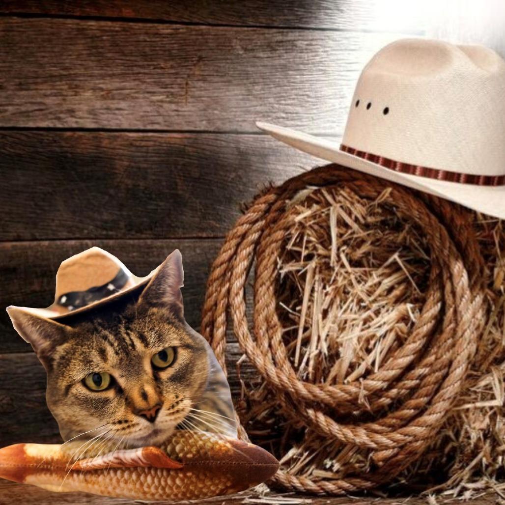 Enlarge Captain Crunch, a Adoptable Domestic Short Hair in Manchester, CT image 1/6