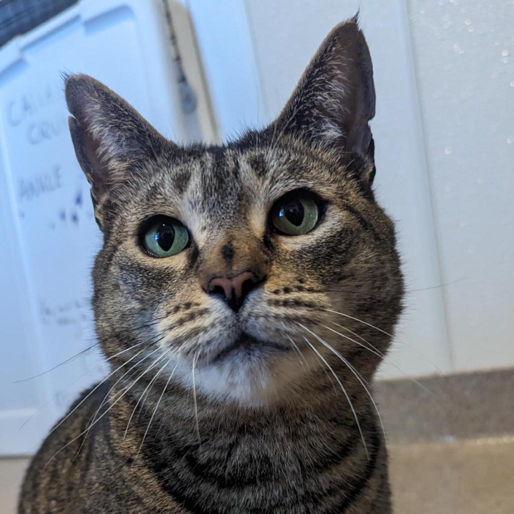 Enlarge Captain Crunch, a Adoptable Domestic Short Hair in Manchester, CT image 3/6