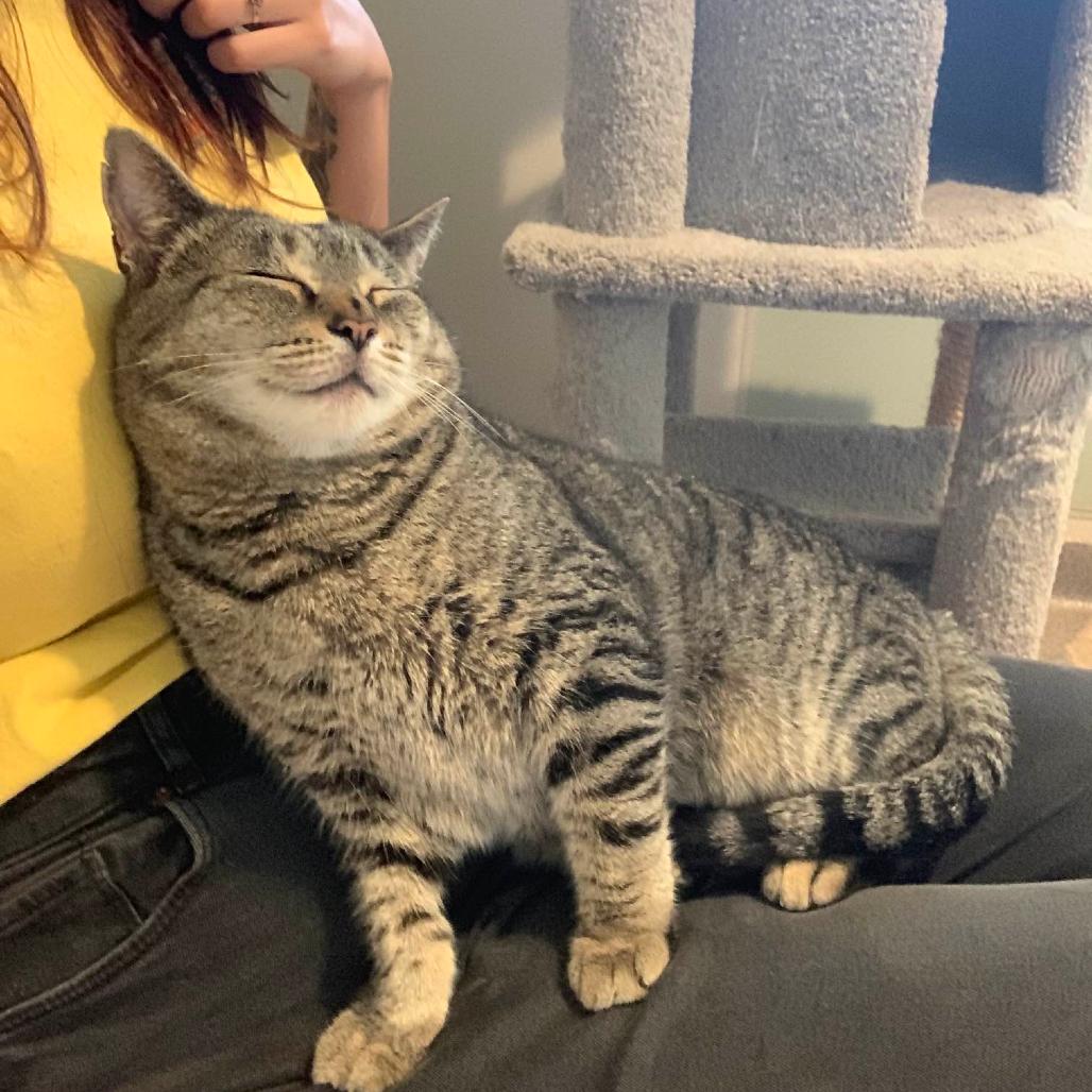 Enlarge Captain Crunch, a Adoptable Domestic Short Hair in Manchester, CT image 4/6