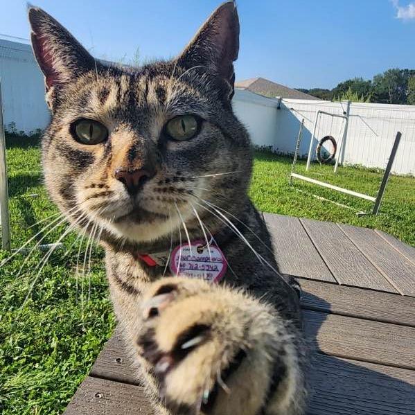 Enlarge Captain Crunch, a Adoptable Domestic Short Hair in Manchester, CT image 5/6