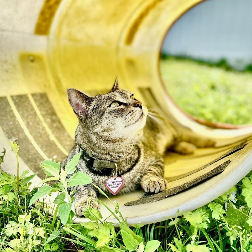 Enlarge Captain Crunch, a Adoptable Domestic Short Hair in Manchester, CT image 6/6