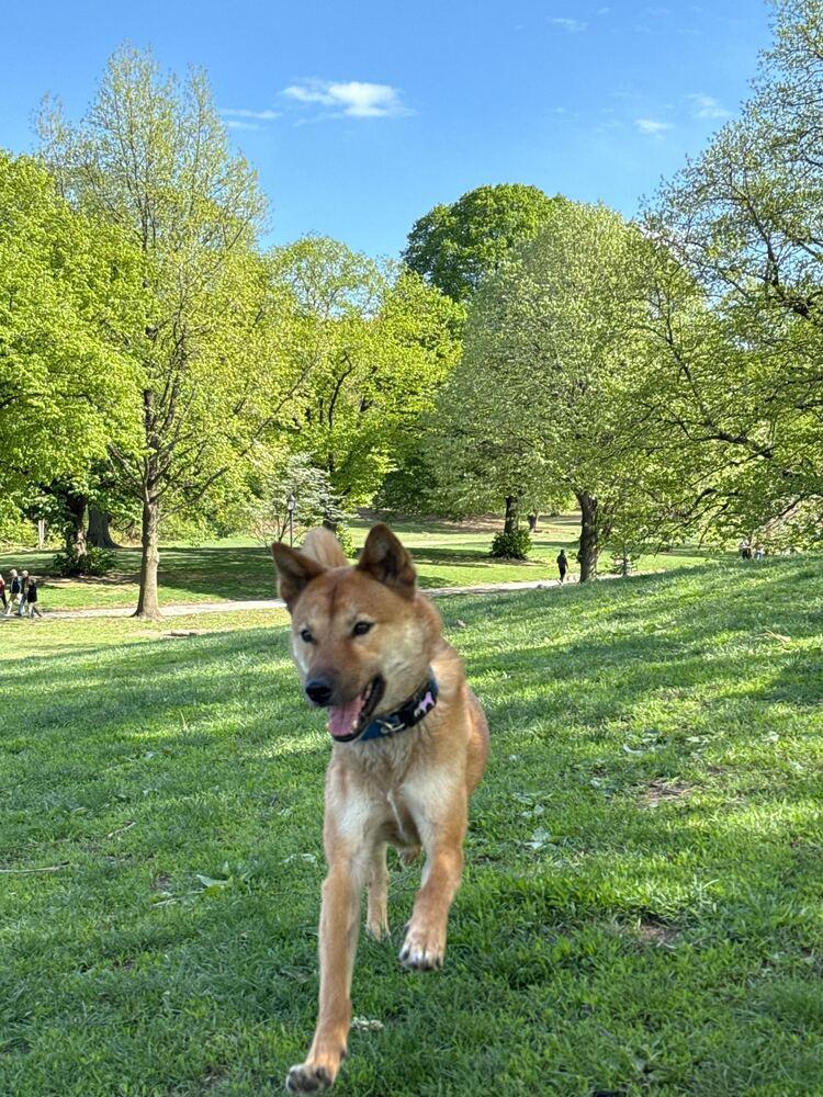 Enlarge Pollo, a Adoptable Jindo in Long Island City, NY image 1/6