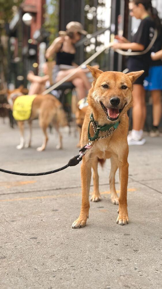 Pollo, Adoptable, Adult Male Jindo.