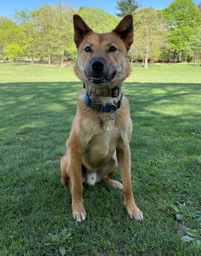 Enlarge Pollo, a Adoptable Jindo in Long Island City, NY image 2/6