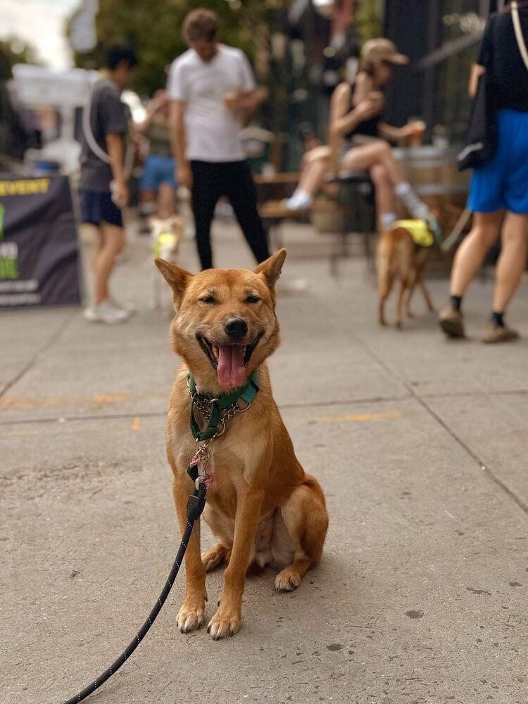 Enlarge Pollo, a Adoptable Jindo in Long Island City, NY image 3/5