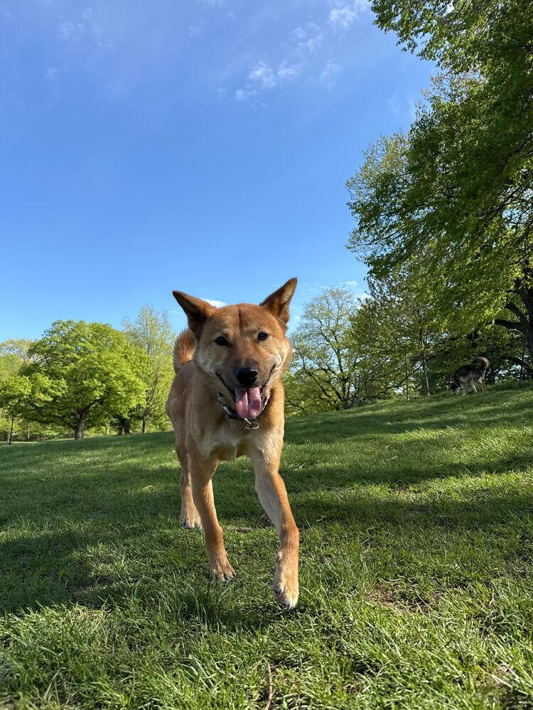 Enlarge Pollo, a Adoptable Jindo in Long Island City, NY image 3/6