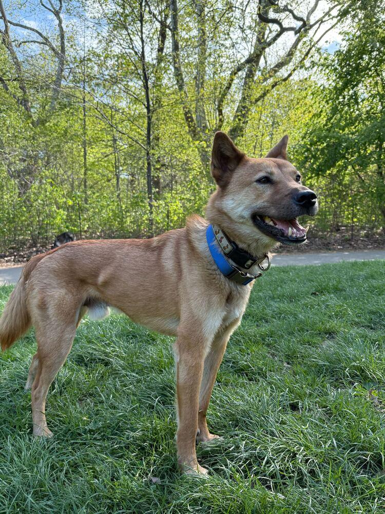 Enlarge Pollo, a Adoptable Jindo in Long Island City, NY image 4/6