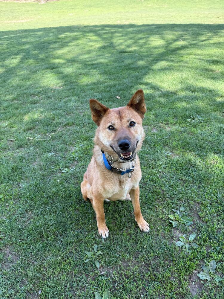 Enlarge Pollo, a Adoptable Jindo in Long Island City, NY image 5/6