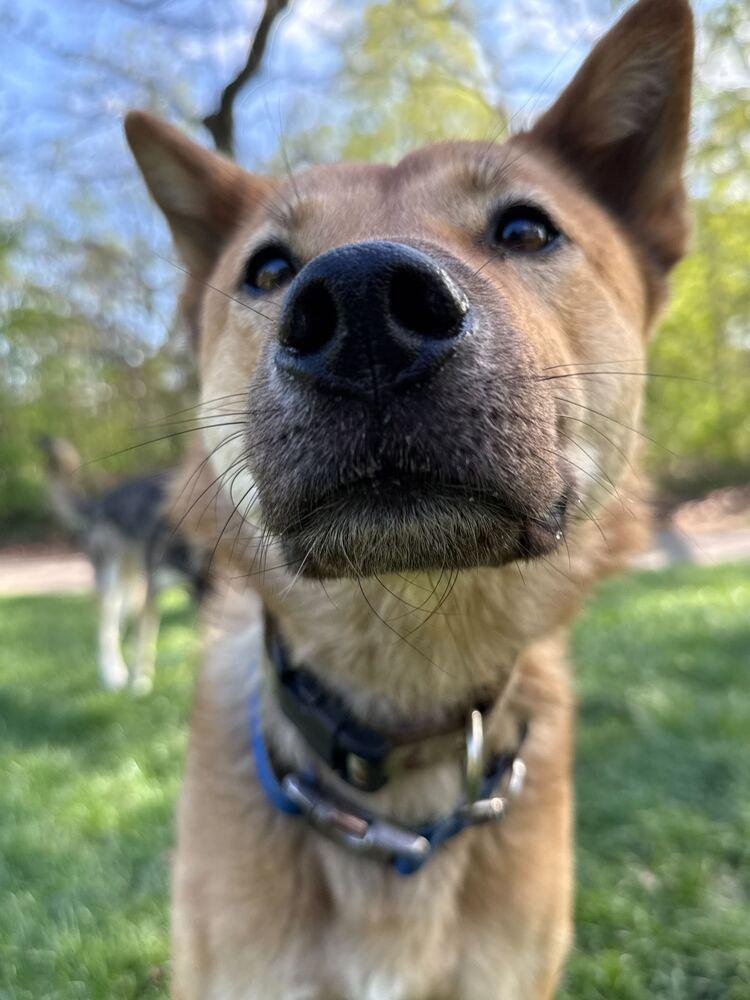 Enlarge Pollo, a Adoptable Jindo in Long Island City, NY image 5/5