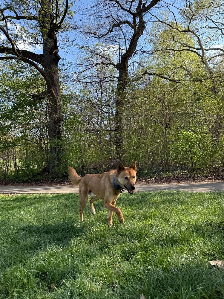 Enlarge Pollo, a Adoptable Jindo in Long Island City, NY image 6/6