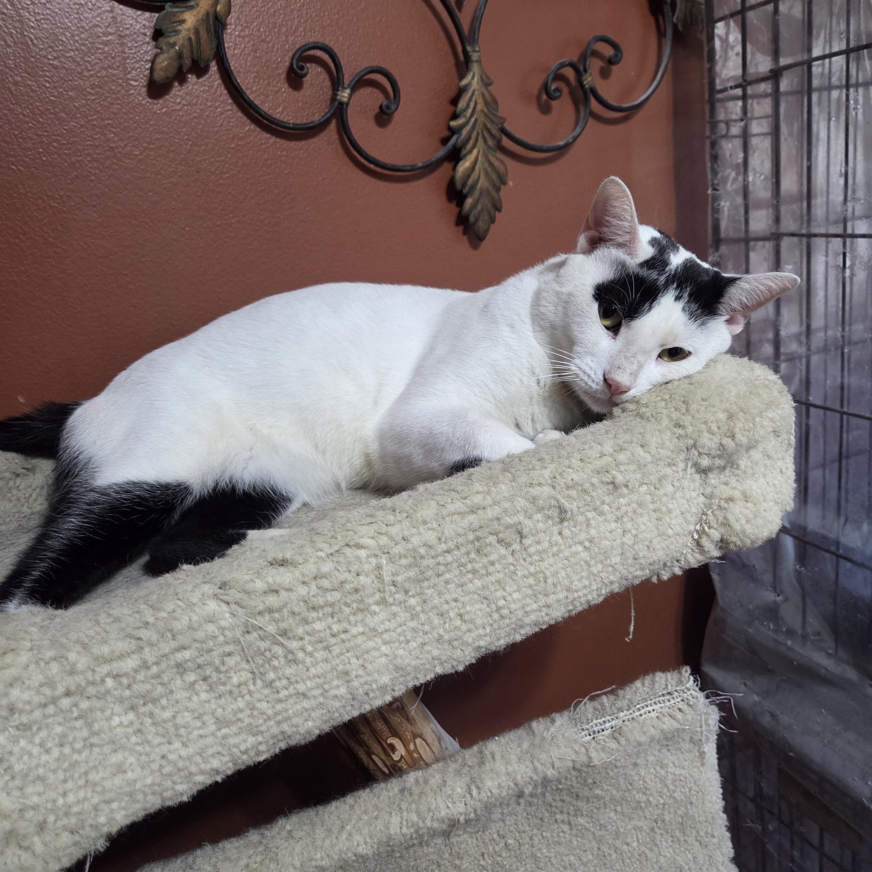 Enlarge Bailey, a Adopted mixed breed in Orlando, FL image 2/4