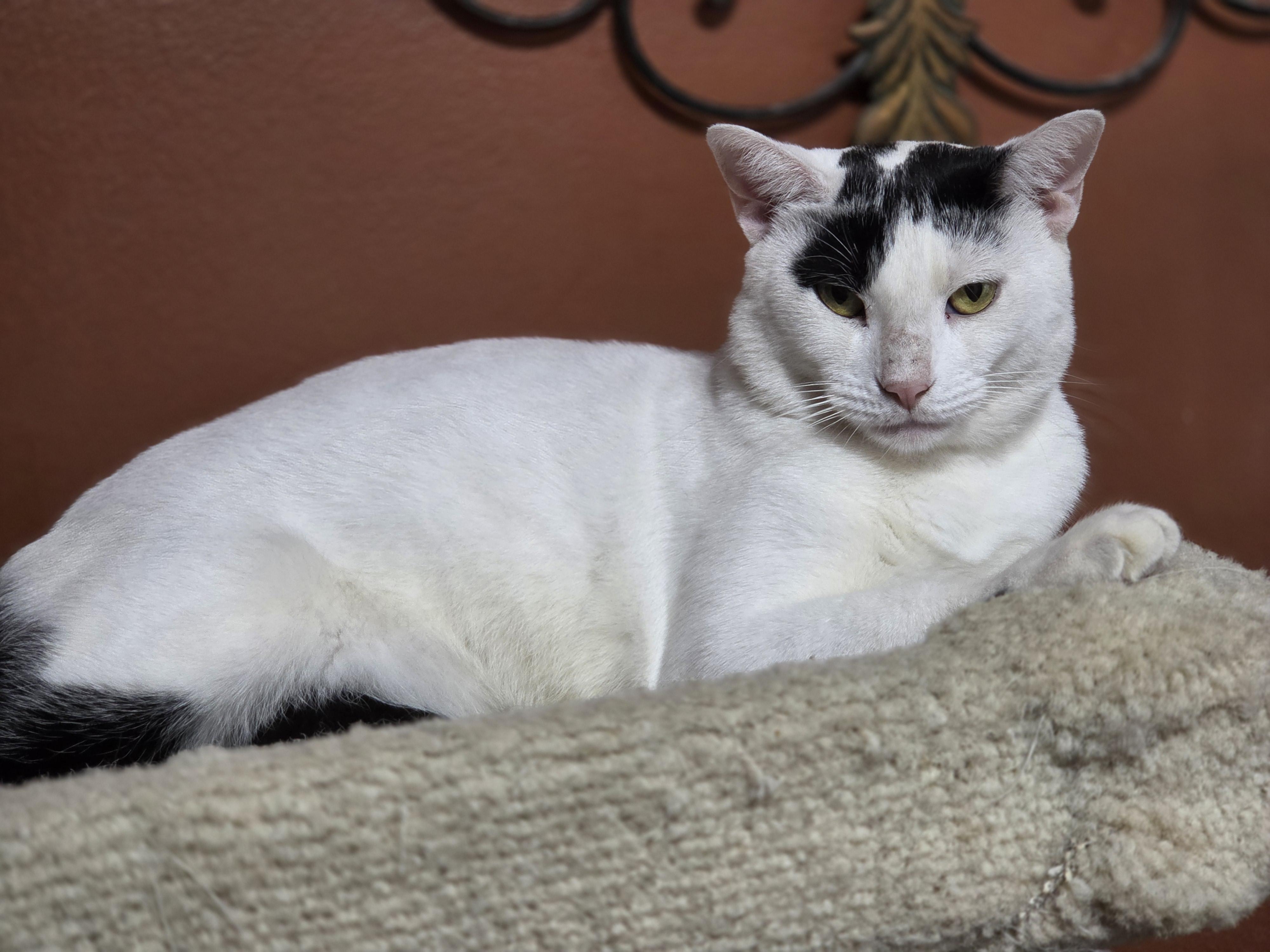 Enlarge Bailey, a Adopted mixed breed in Orlando, FL image 4/4