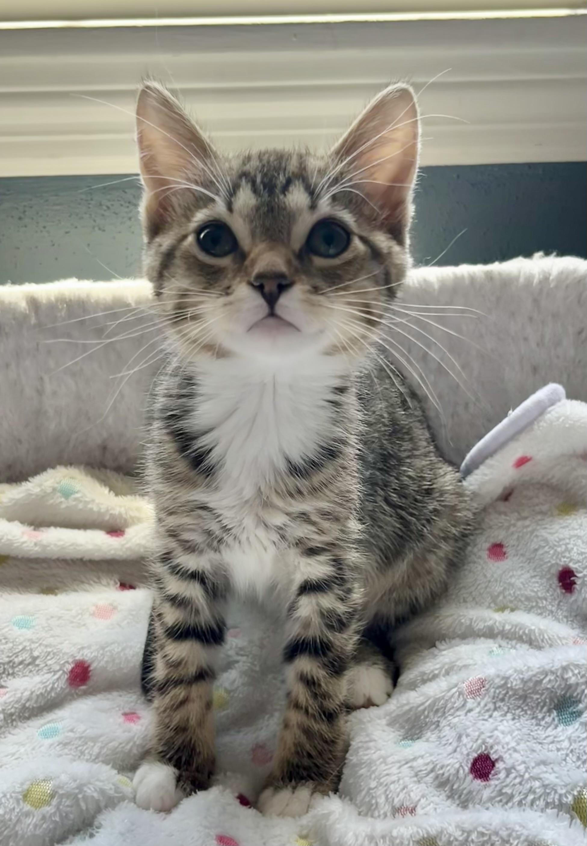 River, a ADOPTABLE Domestic Short Hair in Mount Juliet, TN image 4/4