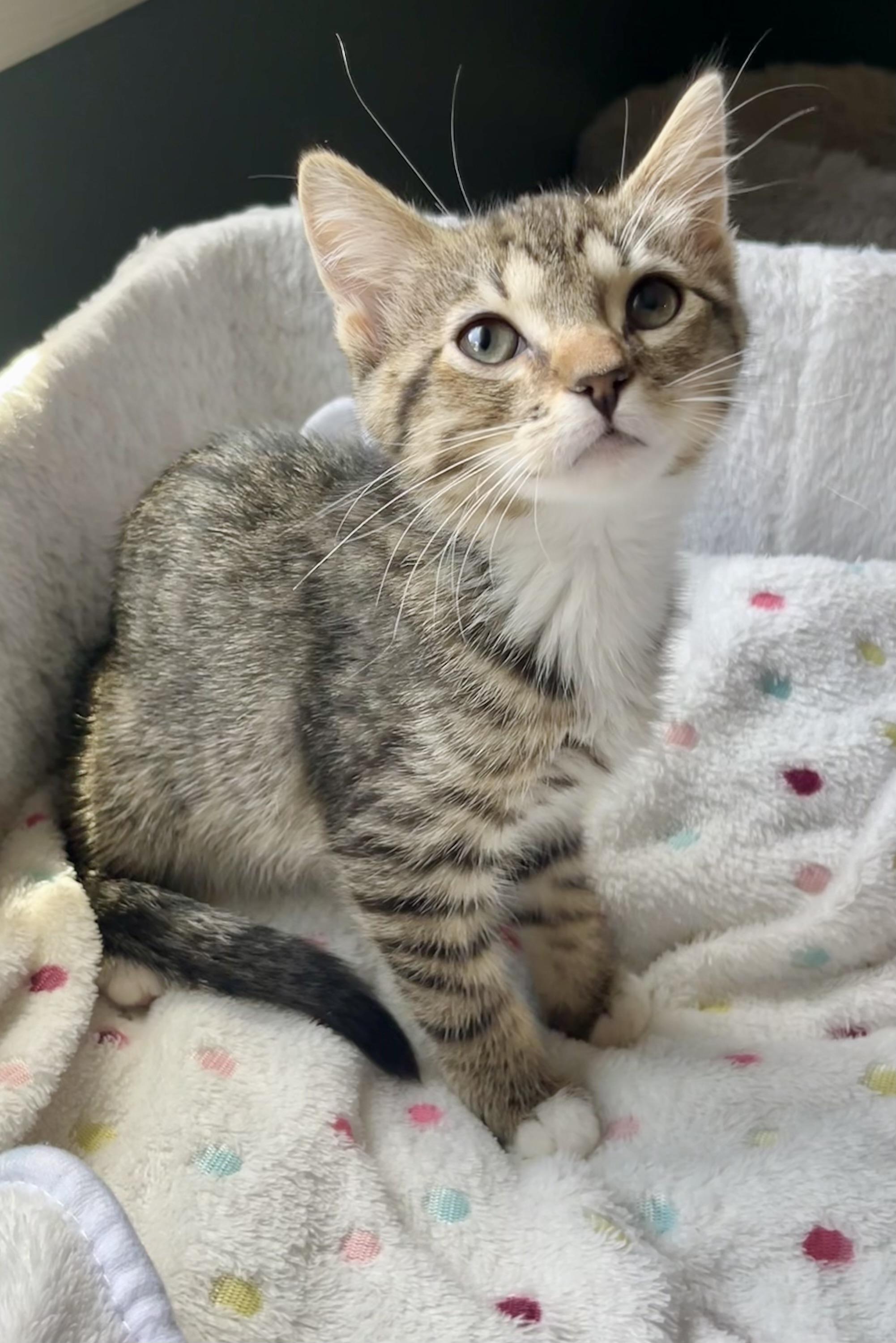 River, a ADOPTABLE Domestic Short Hair in Mount Juliet, TN image 3/4