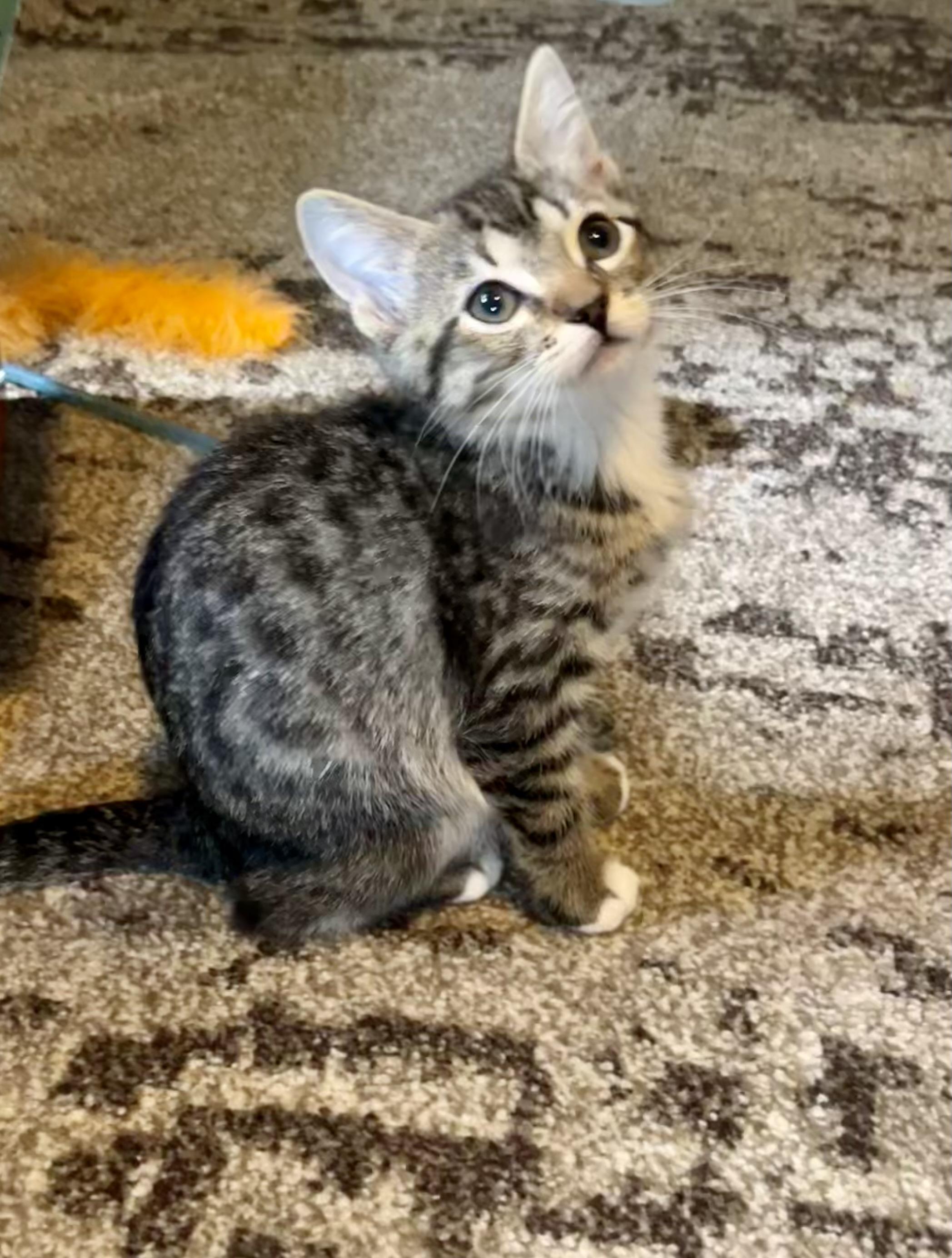 River, a ADOPTABLE Domestic Short Hair in Mount Juliet, TN image 2/4