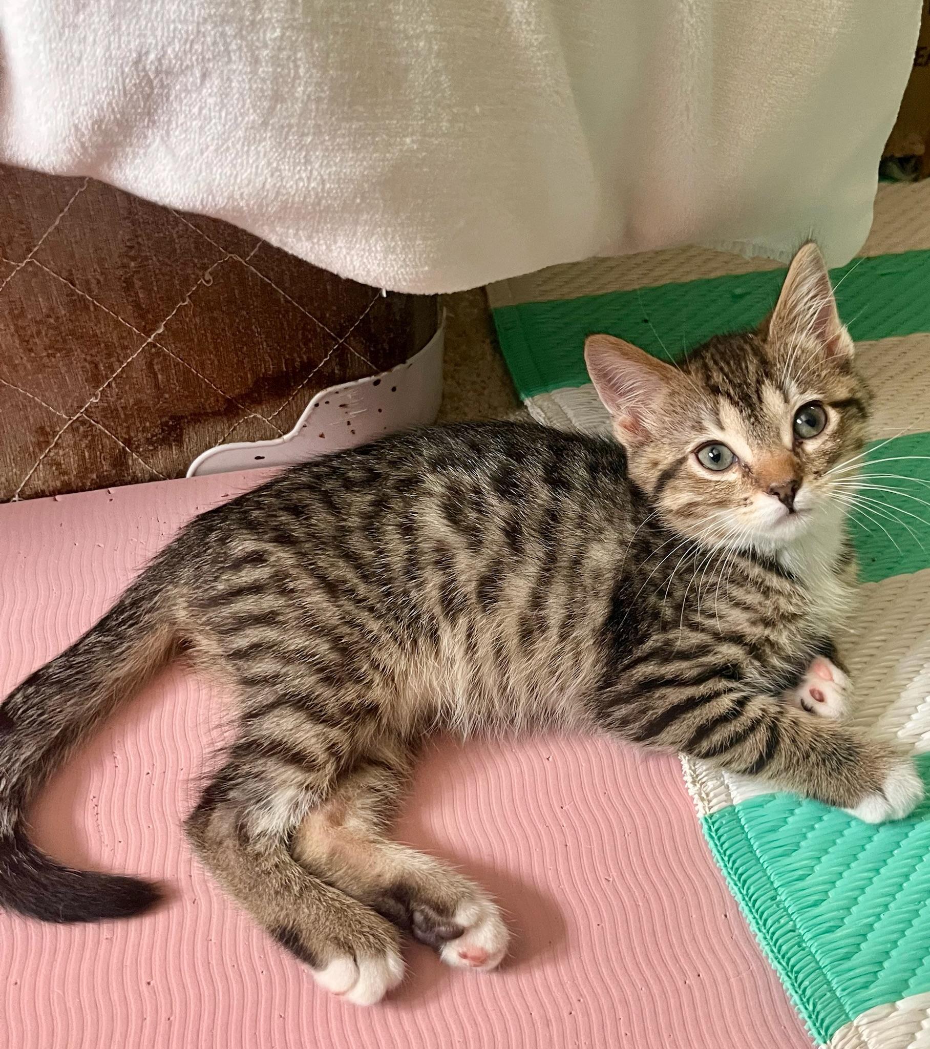 River, a ADOPTABLE Domestic Short Hair in Mount Juliet, TN image 1/4