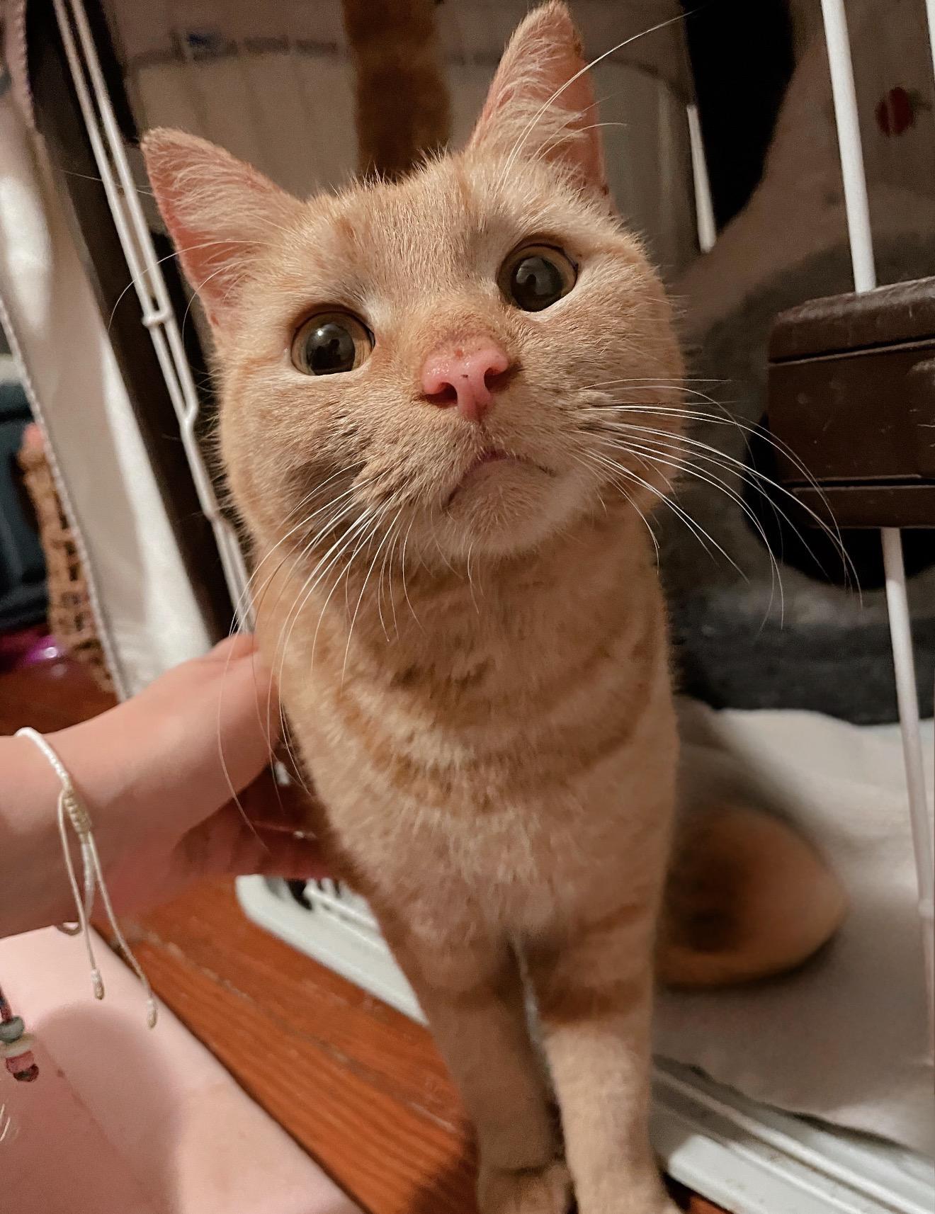Cara Cara , ADOPTABLE, Young Female Domestic Short Hair.