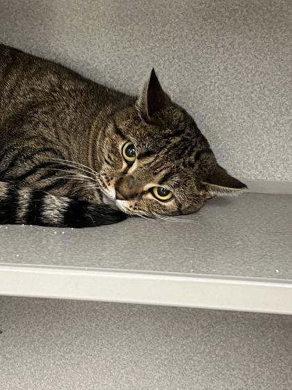 Jess - Barn/Workshop Cat, Adoptable, Young Female Domestic Short Hair & Domestic Short Hair.