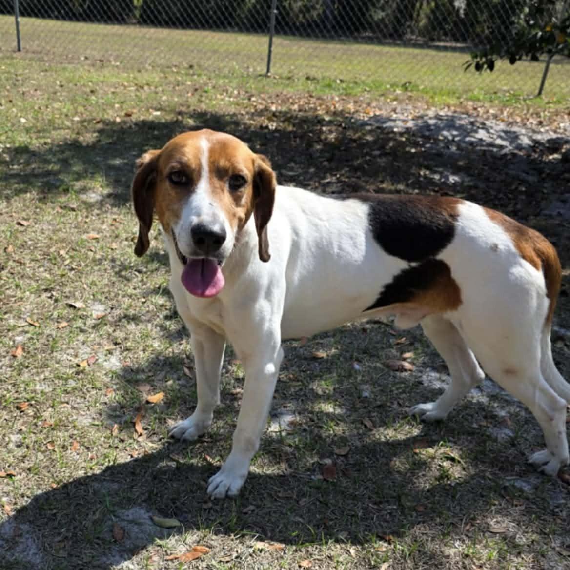 Louie, ADOPTABLE, Adult Male Hound.