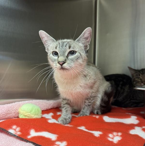 Enlarge Shuri, a Adoptable mixed breed in Great Falls, MT image 1/1
