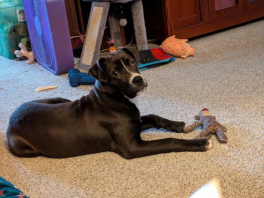 Quartz, Adoptable, Puppy Female Mixed Breed.