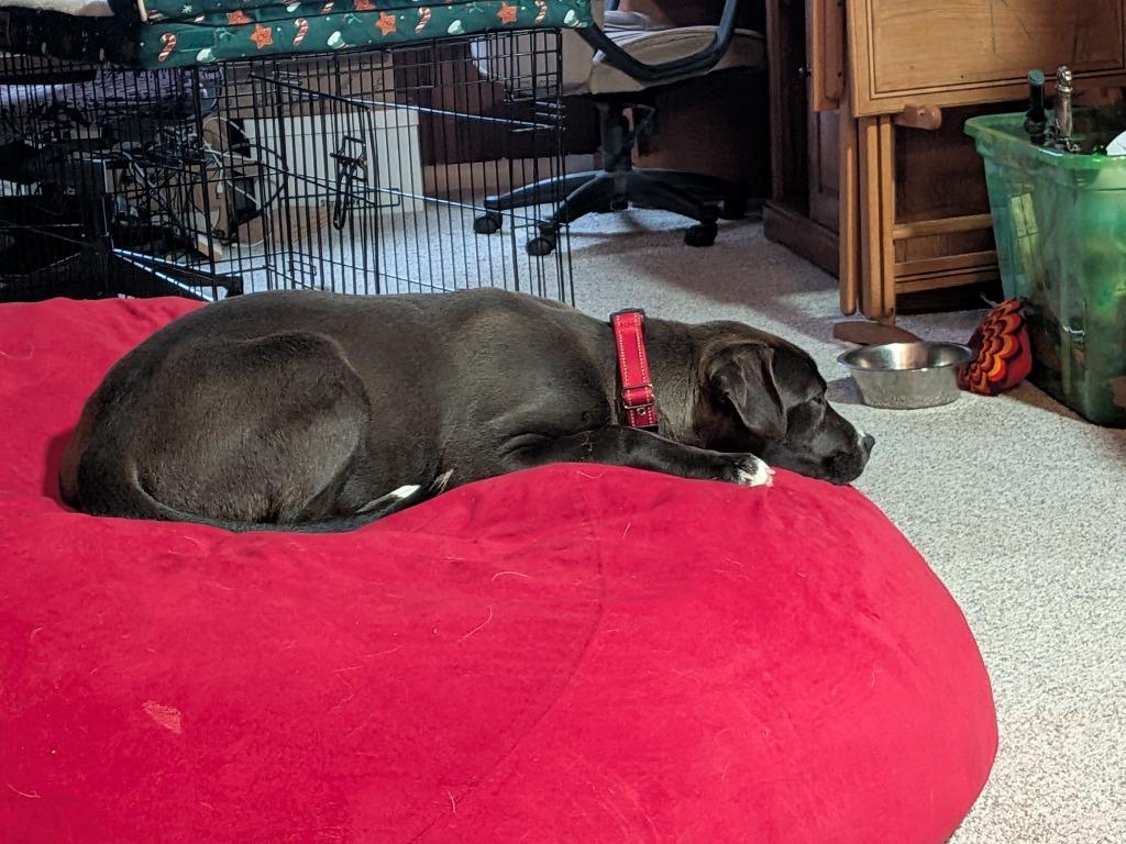 Enlarge Quartz, a Adoptable mixed breed in Fond Du Lac, WI image 2/6