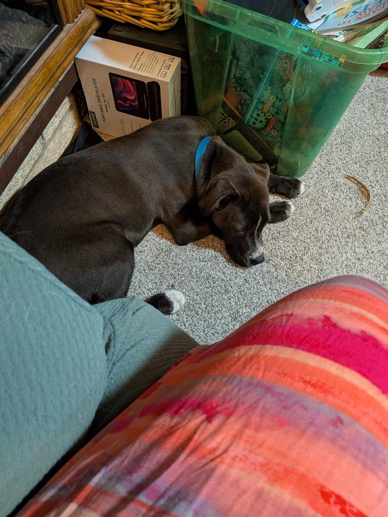 Enlarge Quartz, a Adoptable mixed breed in Fond Du Lac, WI image 3/6