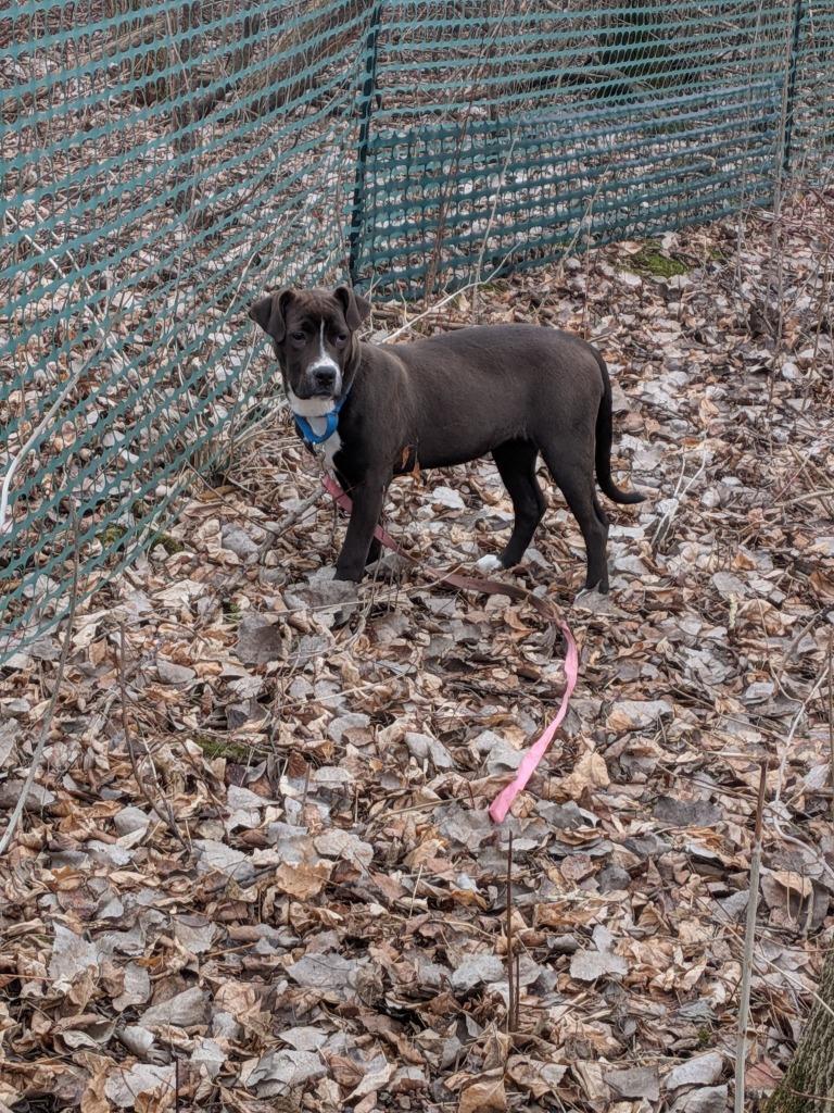 Enlarge Quartz, a Adoptable mixed breed in Fond Du Lac, WI image 4/6
