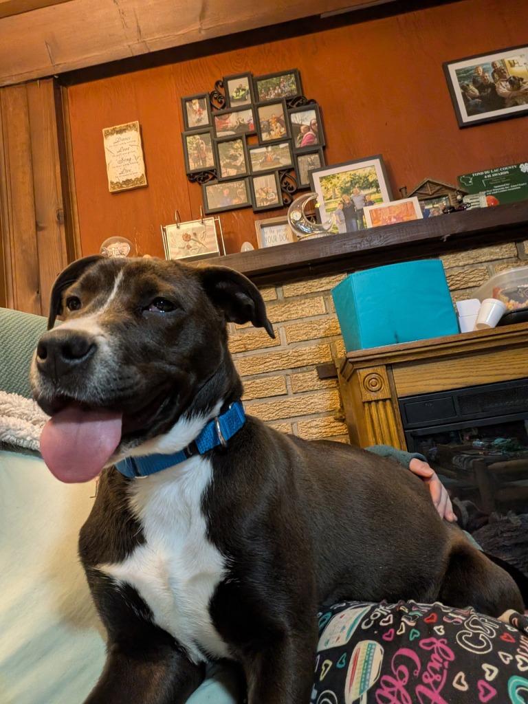 Enlarge Quartz, a Adoptable mixed breed in Fond Du Lac, WI image 5/6