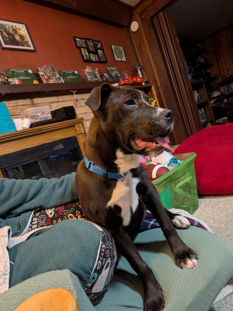 Enlarge Quartz, a Adoptable mixed breed in Fond Du Lac, WI image 6/6