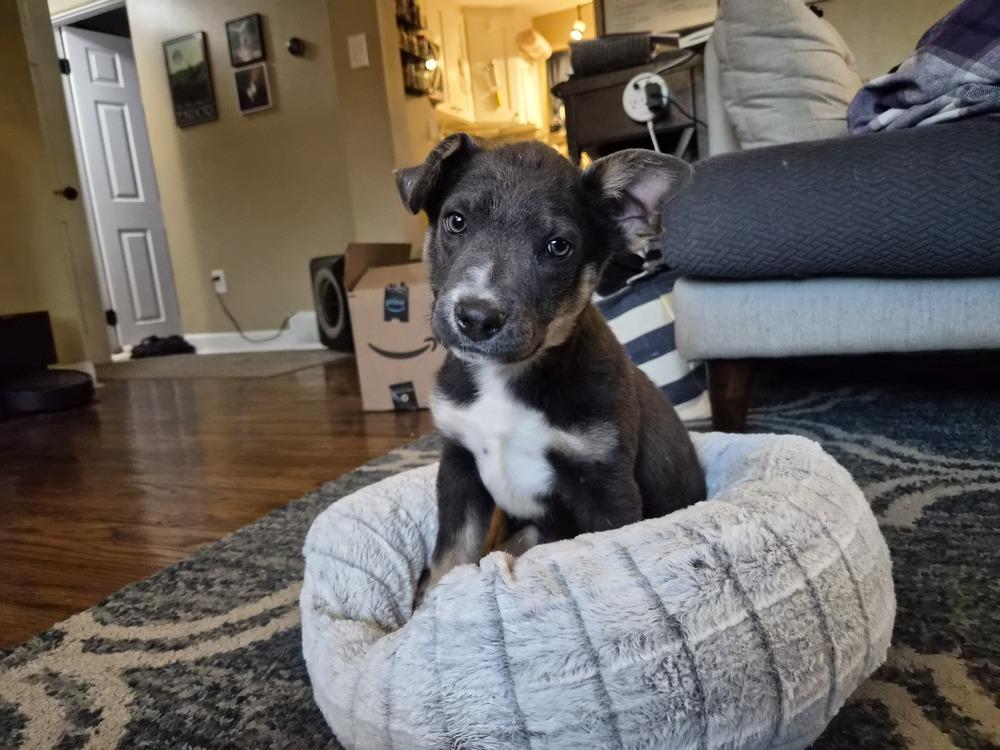 Fizz, Adoptable, Puppy Male Mixed Breed.