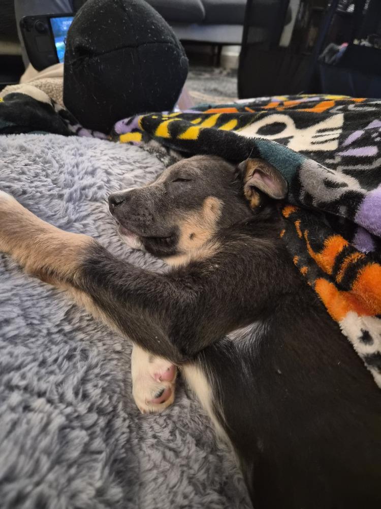 Enlarge Fizz, a Adoptable mixed breed in Springdale, PA image 2/6