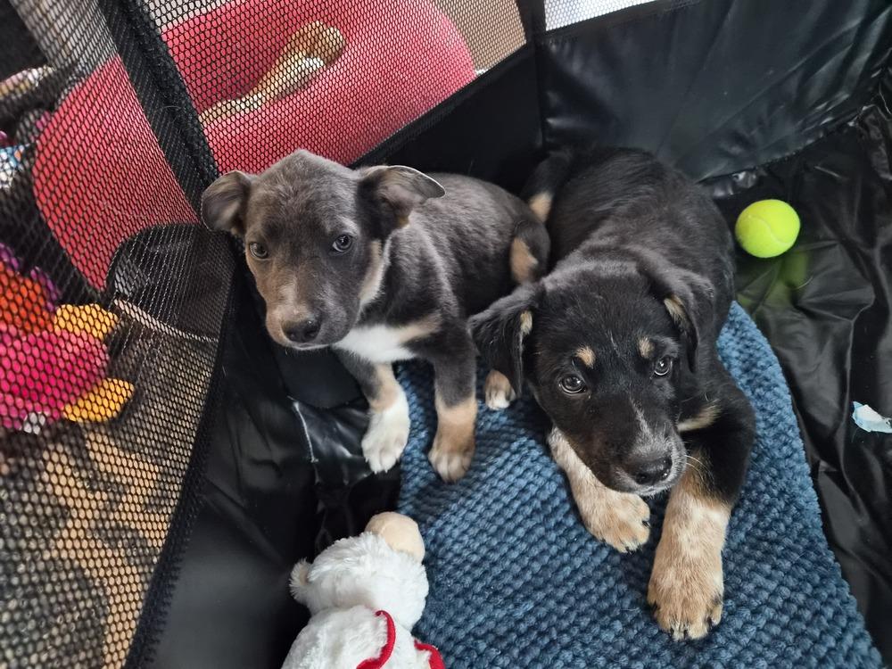 Enlarge Fizz, a Adoptable mixed breed in Springdale, PA image 3/6