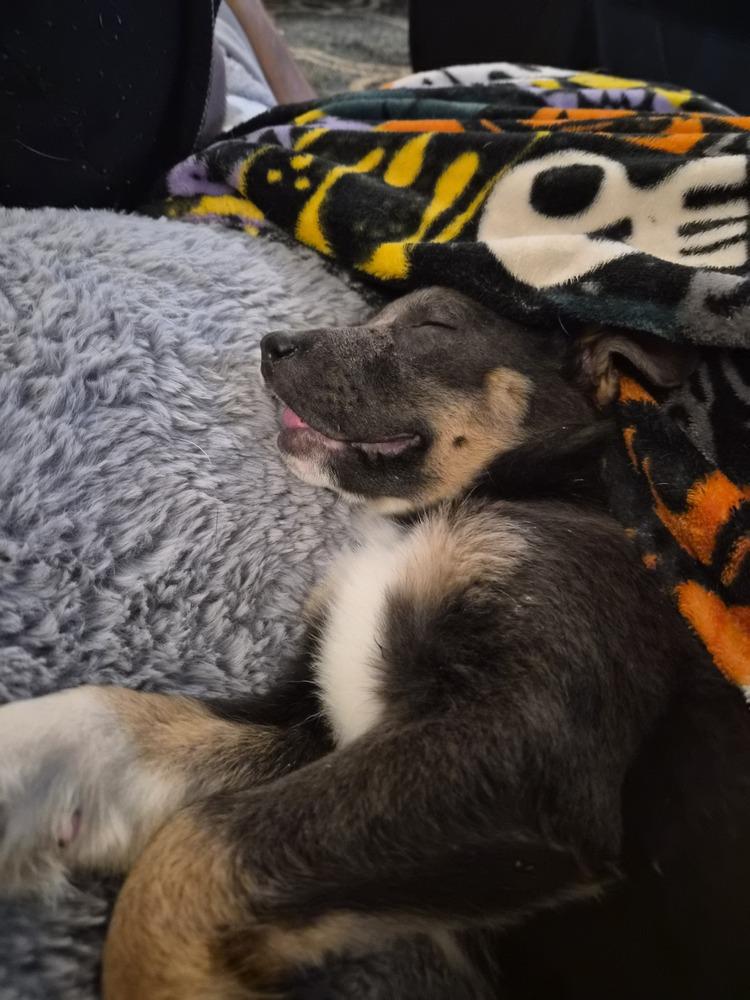 Enlarge Fizz, a Adoptable mixed breed in Springdale, PA image 4/6