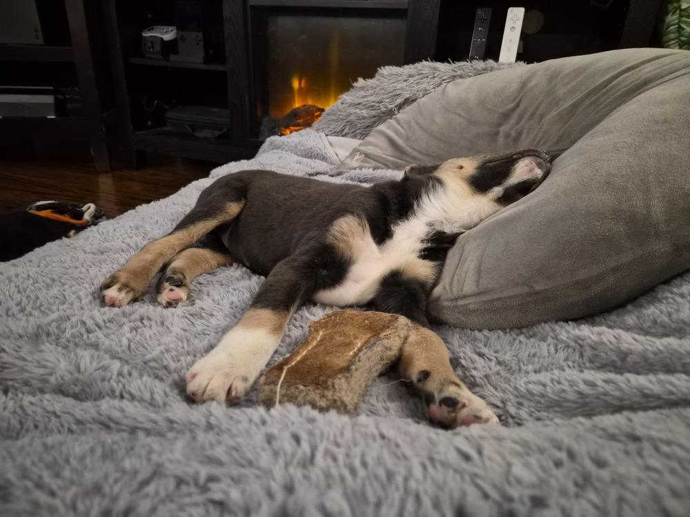 Enlarge Fizz, a Adoptable mixed breed in Springdale, PA image 5/6