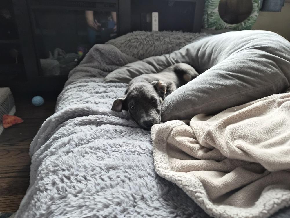 Enlarge Fizz, a Adoptable mixed breed in Springdale, PA image 6/6