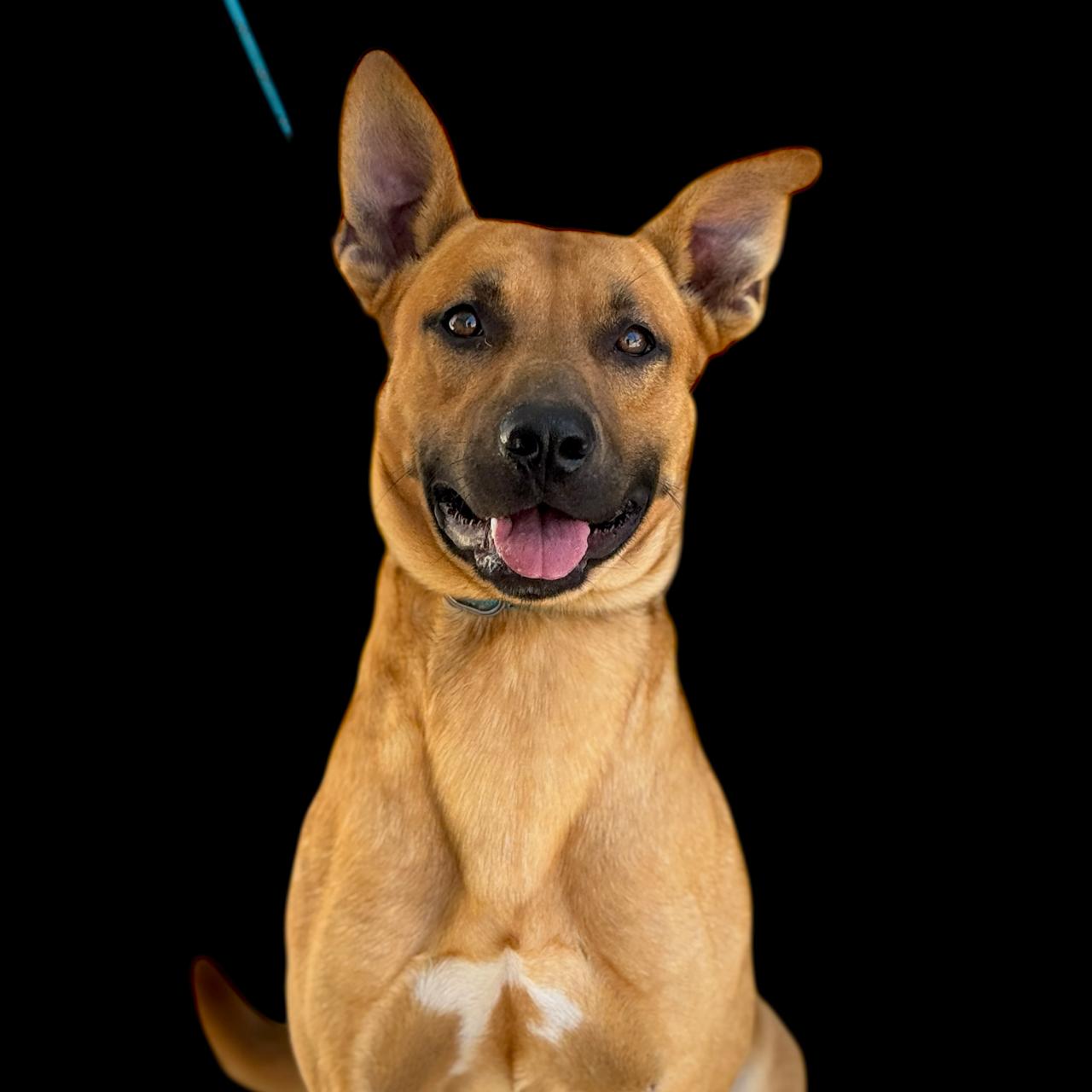 River, Adoptable, Adult Male Bulldog.