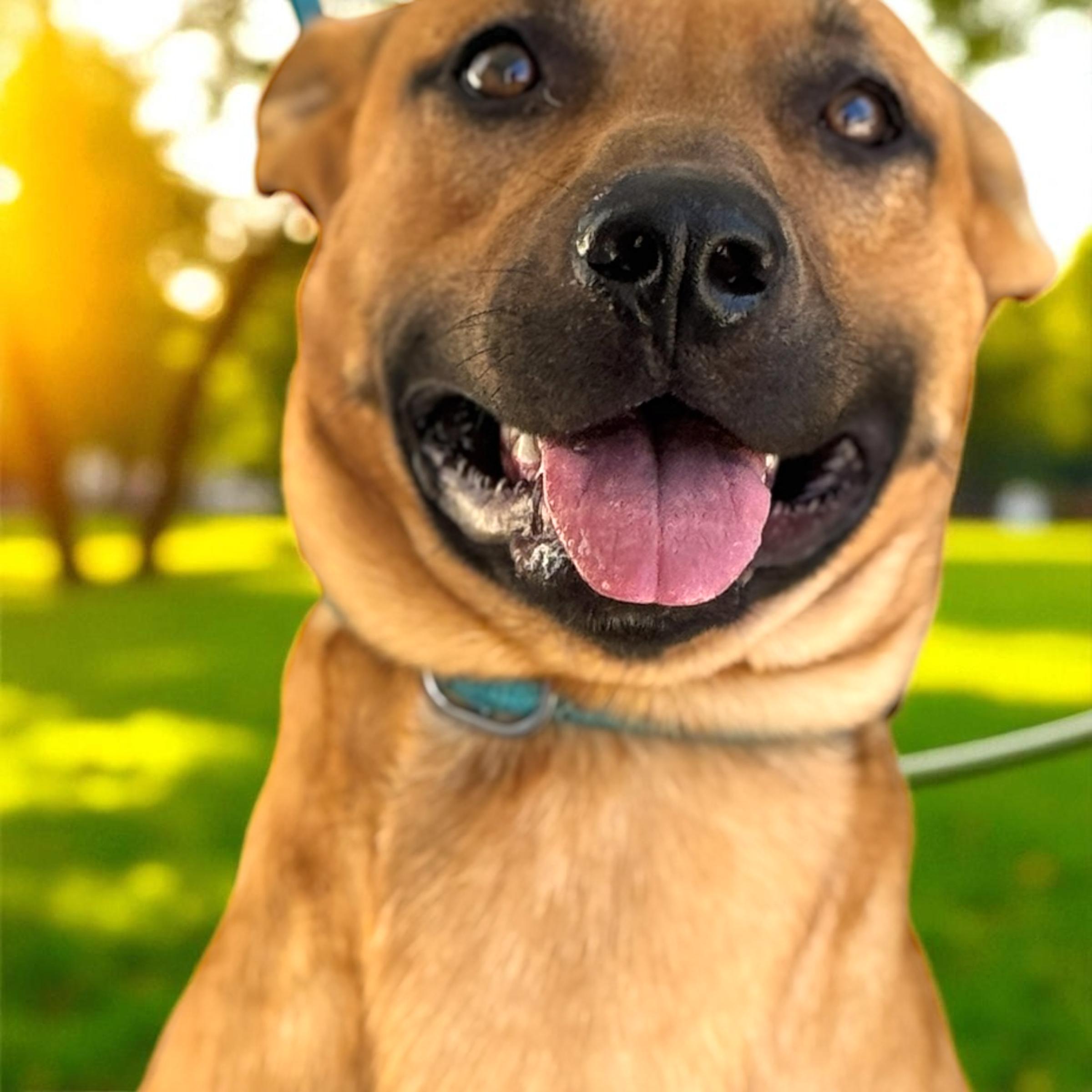 Enlarge River, a Adoptable mixed breed in Troy, AL image 2/5